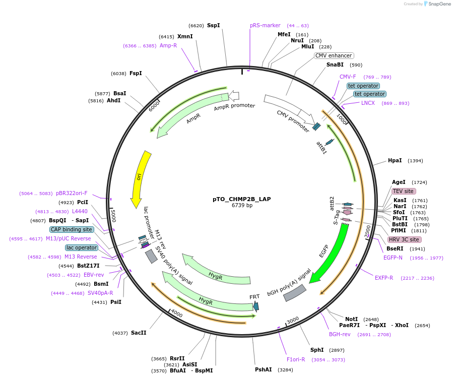 101848-plasmid-map-sequence-id-200235
