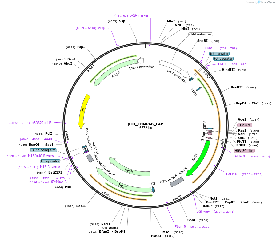 101850-plasmid-map-sequence-id-200248