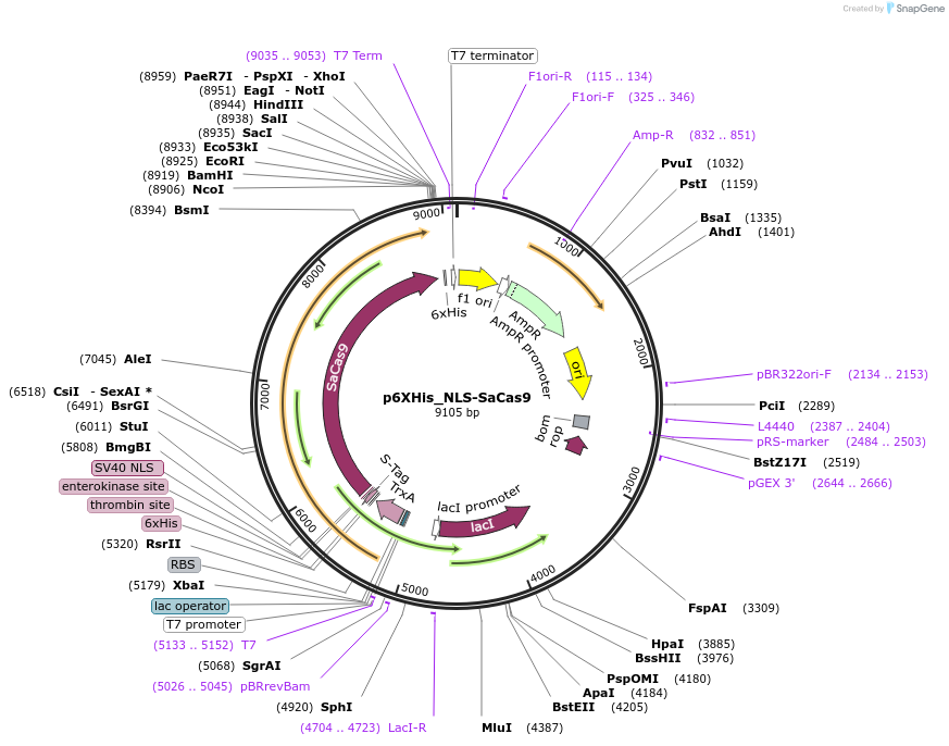 101086-plasmid-map-sequence-id-200255