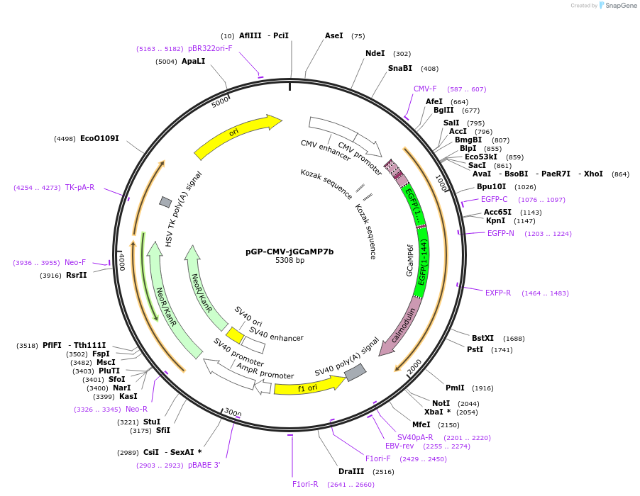 104484-plasmid-map-sequence-id-200258