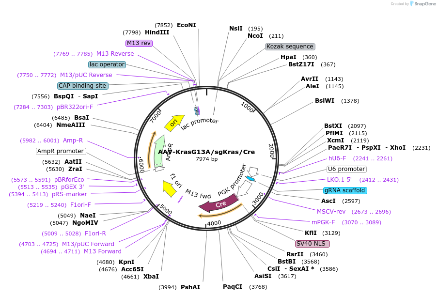99855-plasmid-map-sequence-id-200262