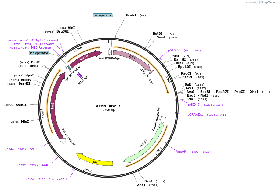 103938-plasmid-map-sequence-id-200266