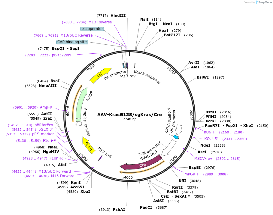 99859-plasmid-map-sequence-id-200267