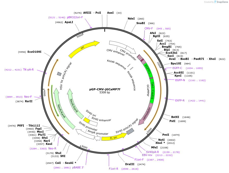 104483-plasmid-map-sequence-id-200274