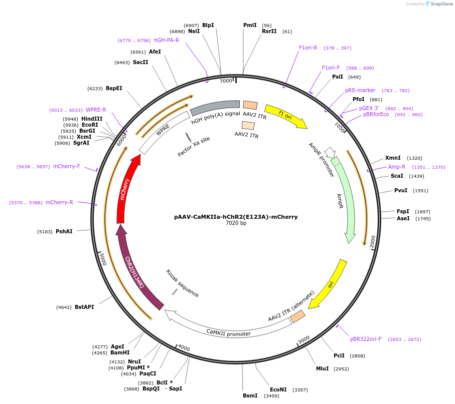 35506-plasmid-map-sequence-id-200275