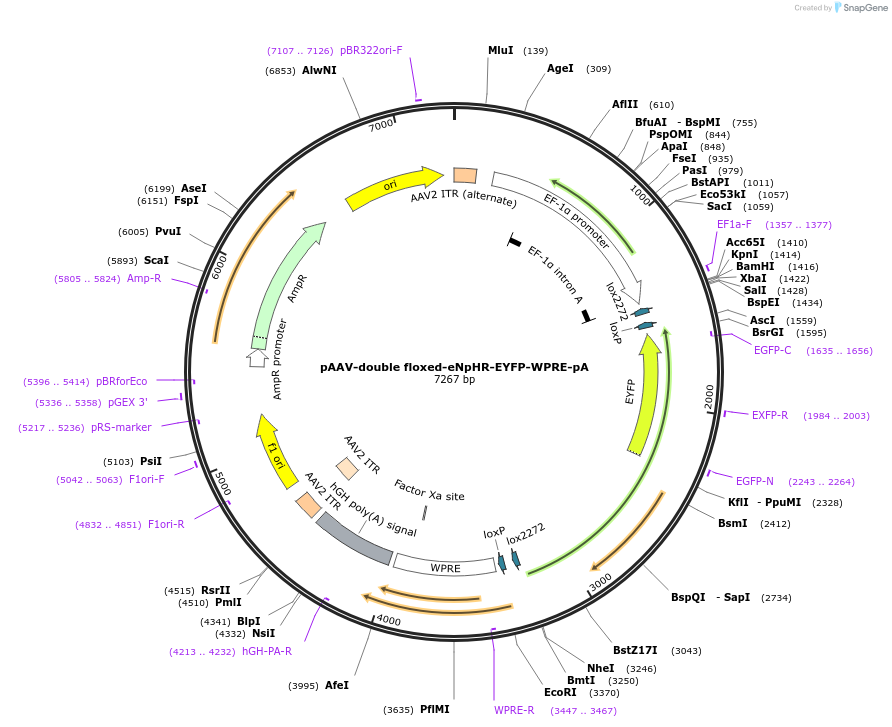 20949-plasmid-map-sequence-id-200280