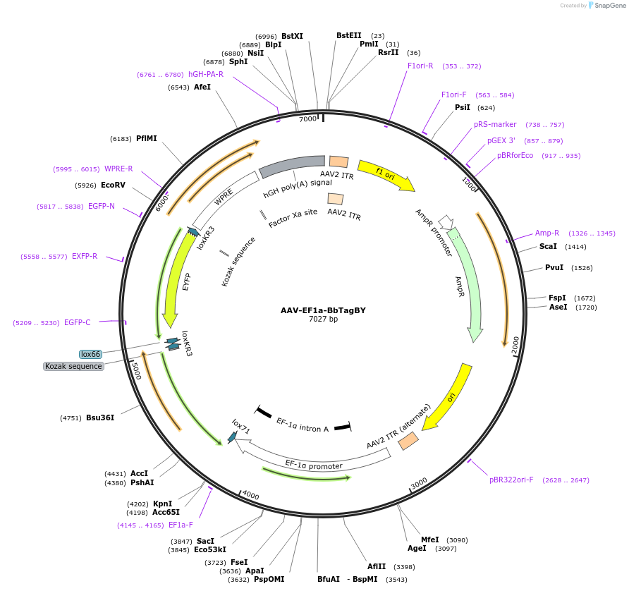 45185-plasmid-map-sequence-id-200286