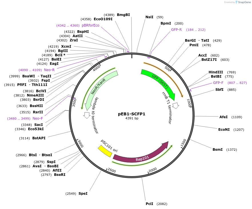 103969-plasmid-map-sequence-id-200292
