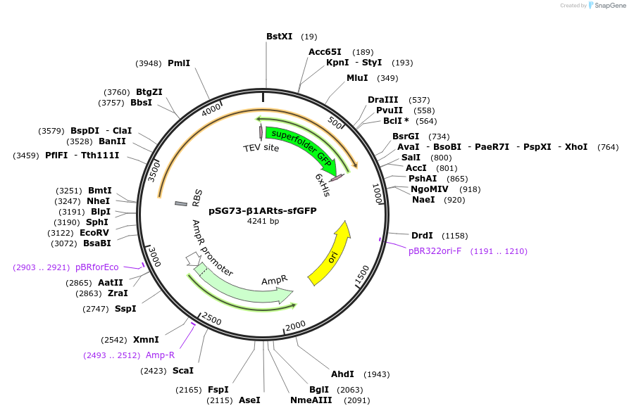 102459-plasmid-map-sequence-id-200297