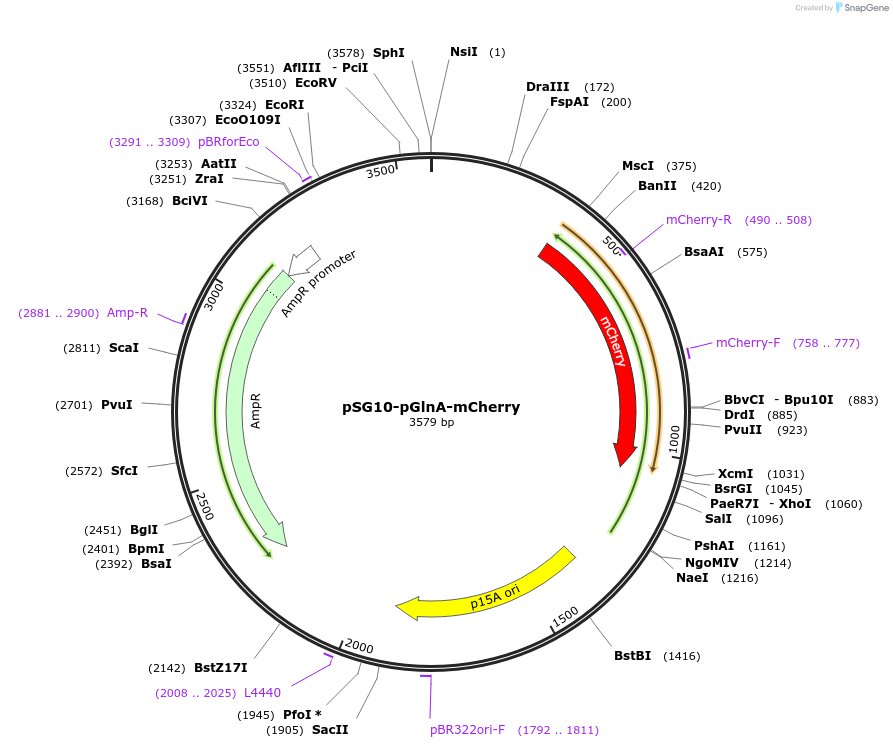 102467-plasmid-map-sequence-id-200305