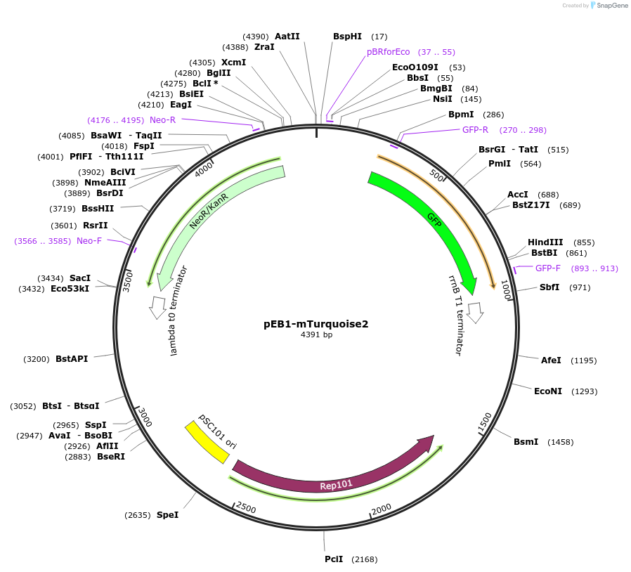 103974-plasmid-map-sequence-id-200307