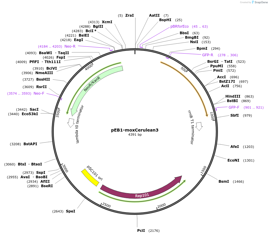 103975-plasmid-map-sequence-id-200308