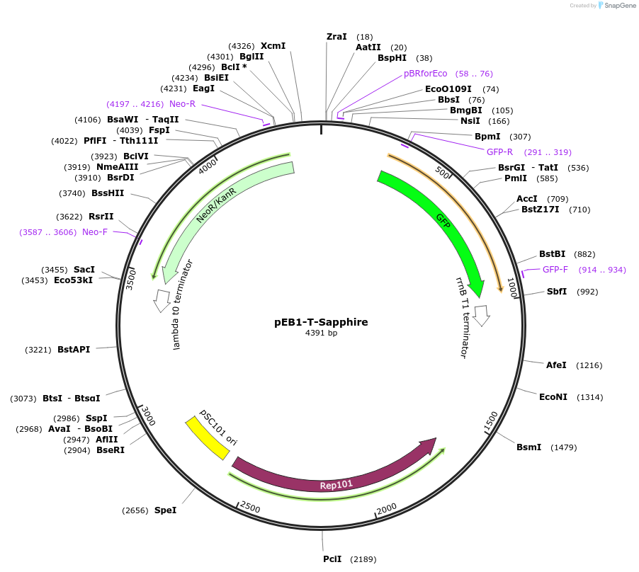 103977-plasmid-map-sequence-id-200311