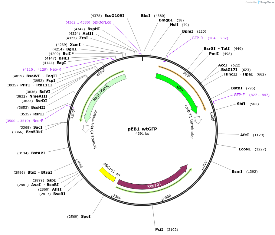 103978-plasmid-map-sequence-id-200312
