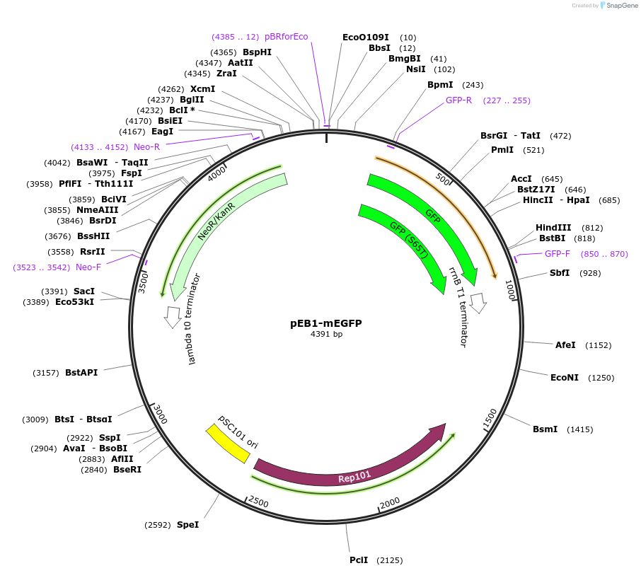 103979-plasmid-map-sequence-id-200314