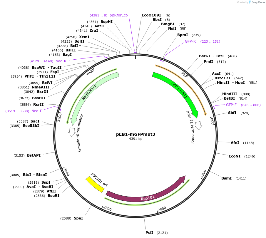 103981-plasmid-map-sequence-id-200316