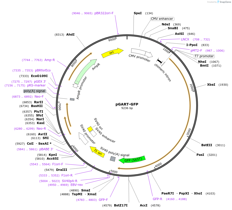 99106-plasmid-map-sequence-id-200317