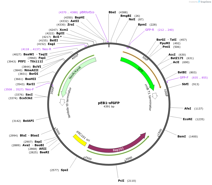 103983-plasmid-map-sequence-id-200322