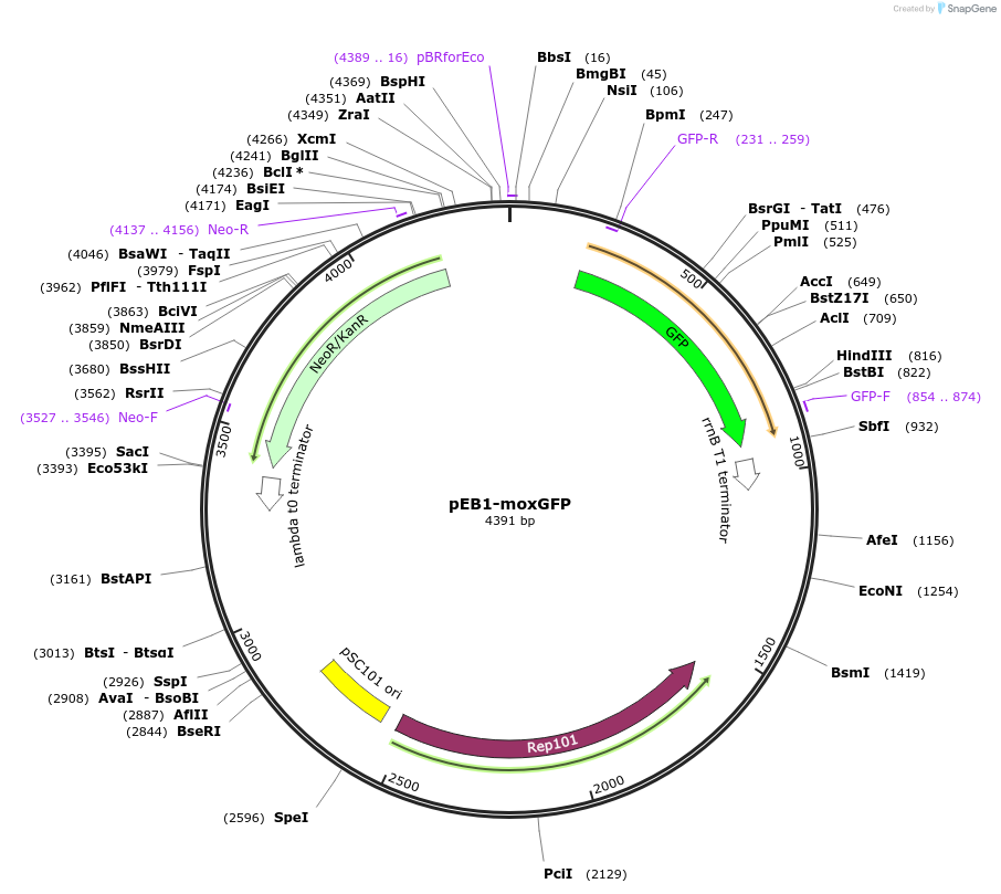 103984-plasmid-map-sequence-id-200344