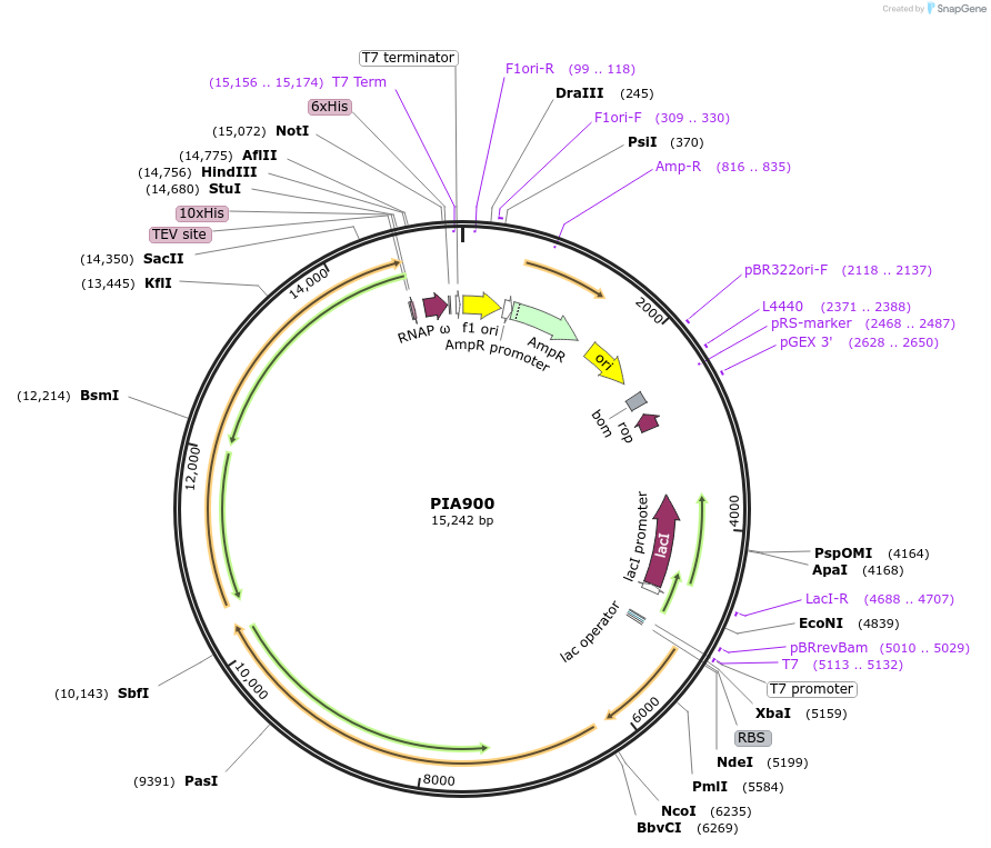 104401-plasmid-map-sequence-id-200373