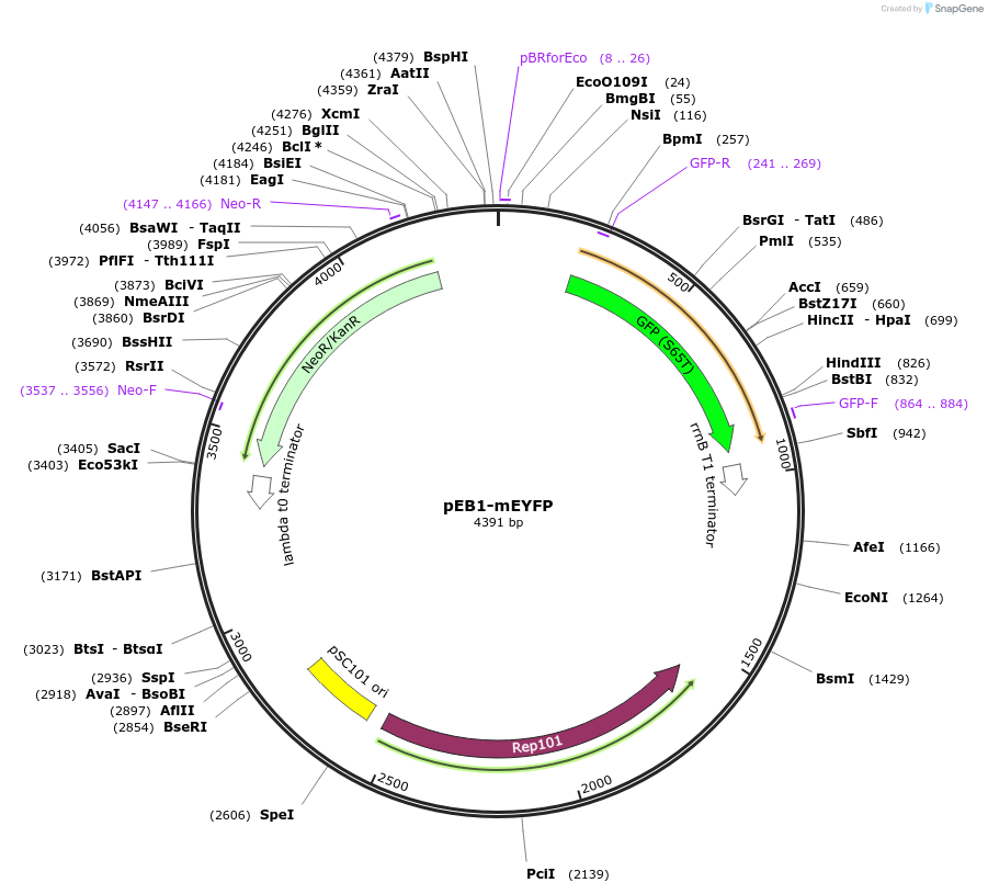 103985-plasmid-map-sequence-id-200374
