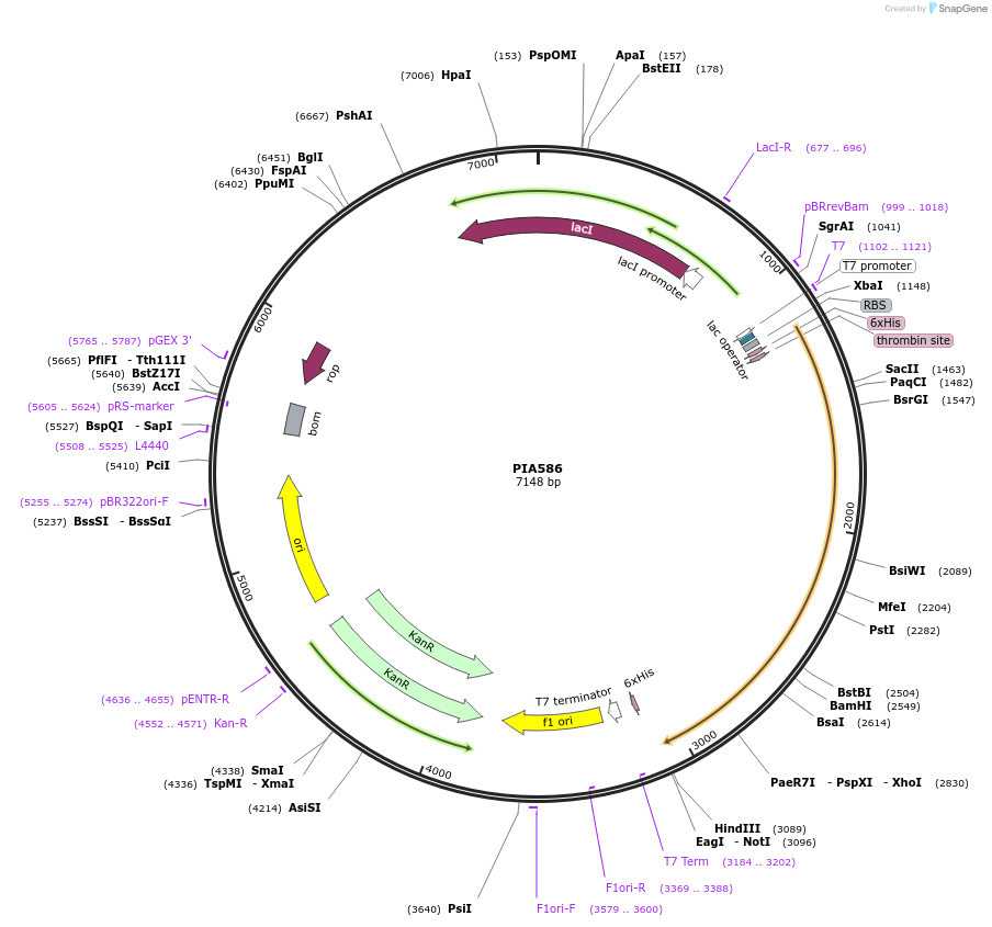 104399-plasmid-map-sequence-id-200376