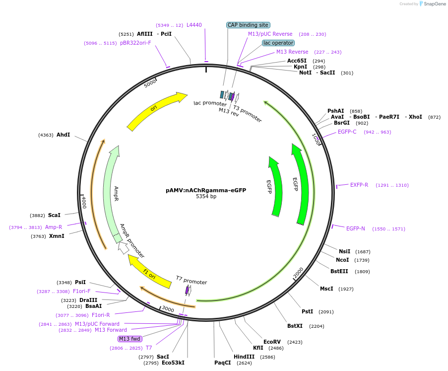 29693-plasmid-map-sequence-id-200377