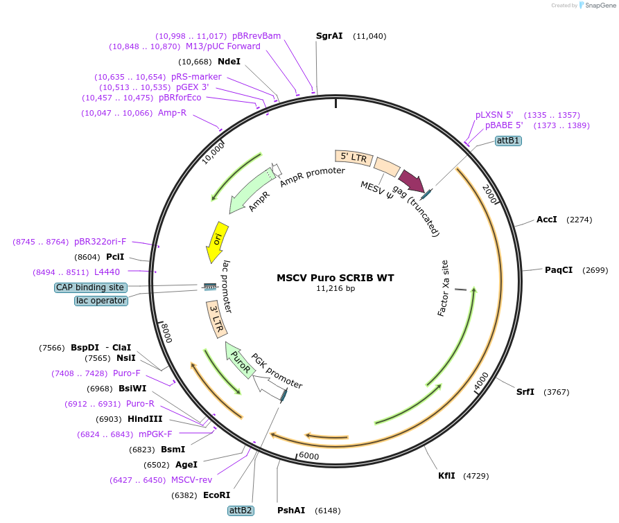 88886-plasmid-map-sequence-id-200381