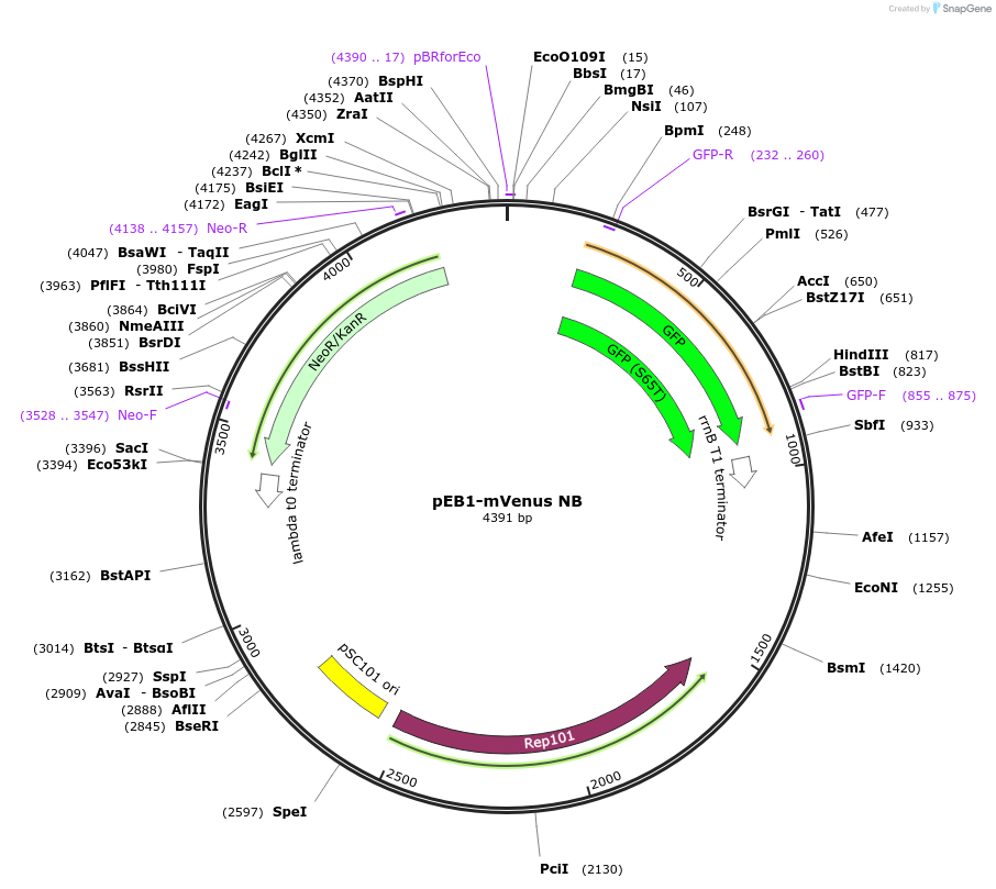 103986-plasmid-map-sequence-id-200406