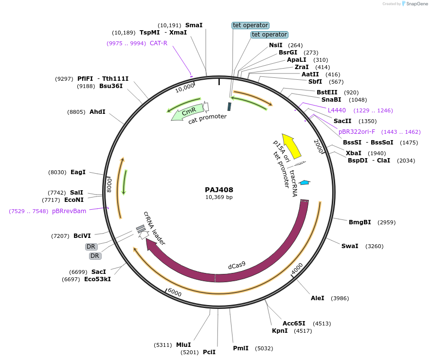 104150-plasmid-map-sequence-id-200407