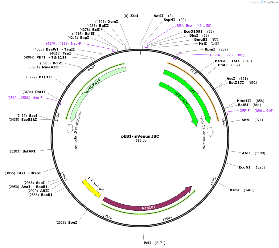 103987-plasmid-map-sequence-id-200408