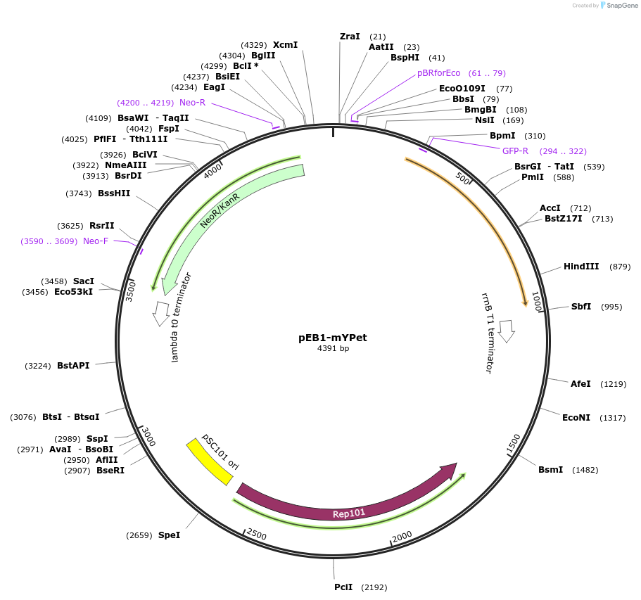 103988-plasmid-map-sequence-id-200409