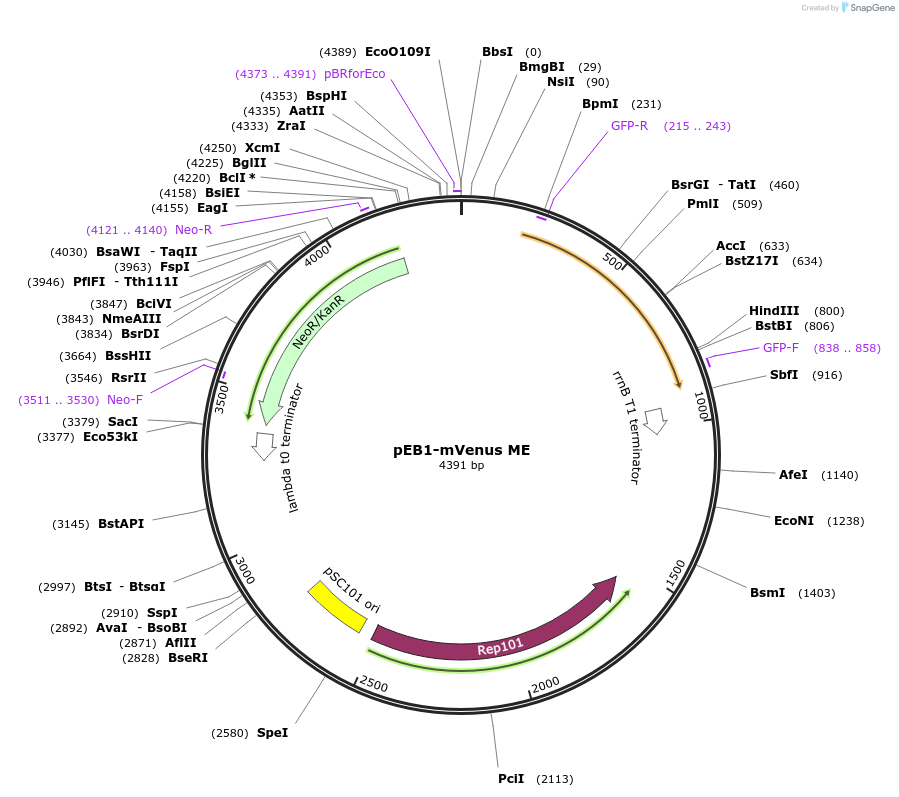 103989-plasmid-map-sequence-id-200410