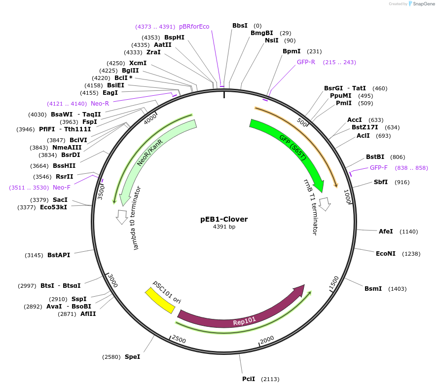 103991-plasmid-map-sequence-id-200417