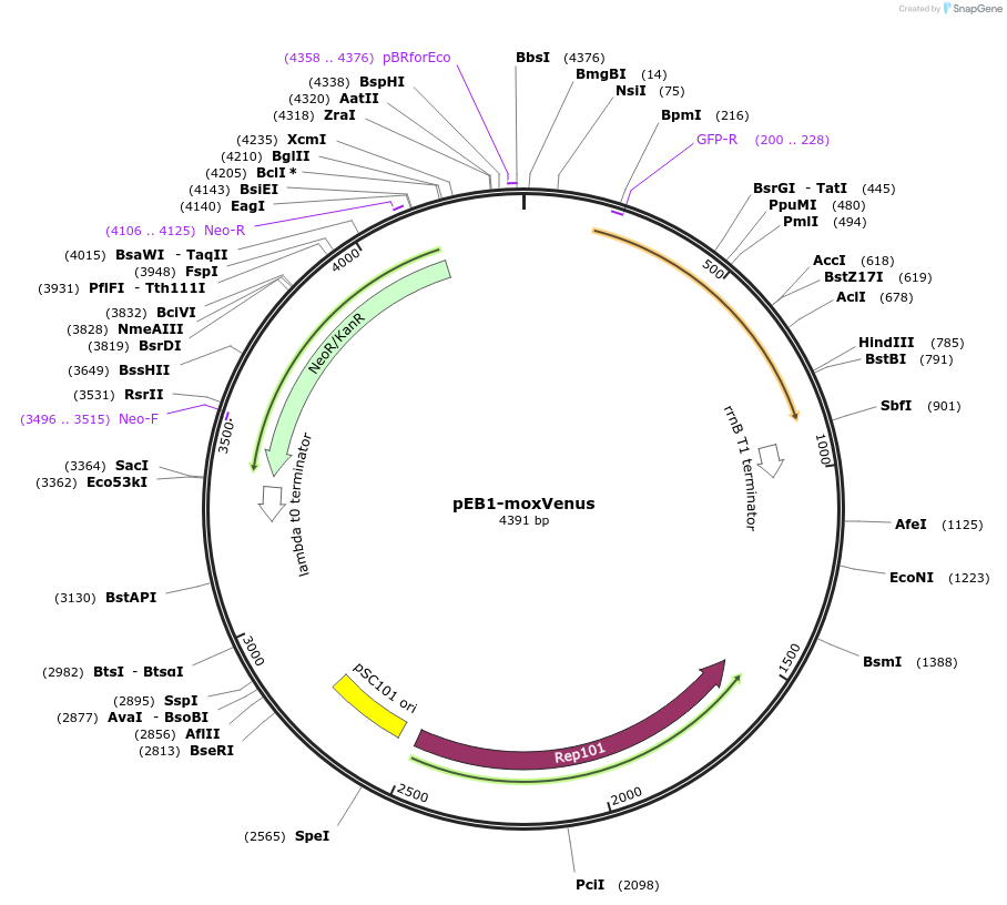 103993-plasmid-map-sequence-id-200420