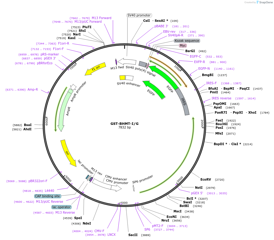 104442-plasmid-map-sequence-id-200428