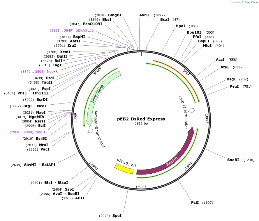 103995-plasmid-map-sequence-id-200429