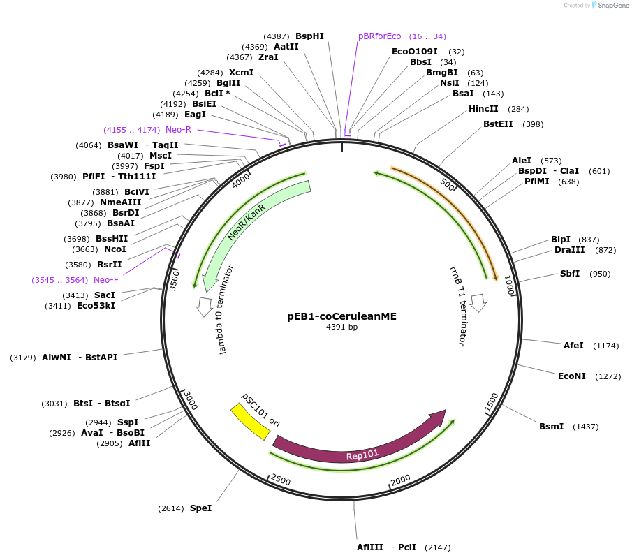 104016-plasmid-map-sequence-id-200443