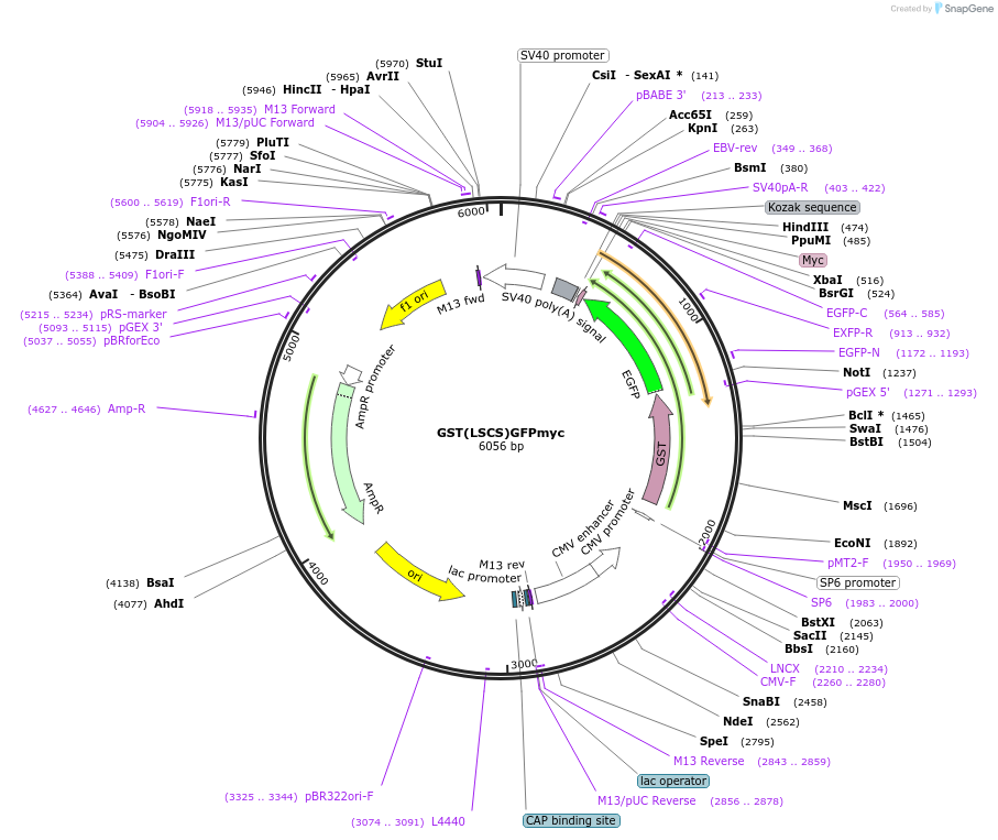 104451-plasmid-map-sequence-id-200448