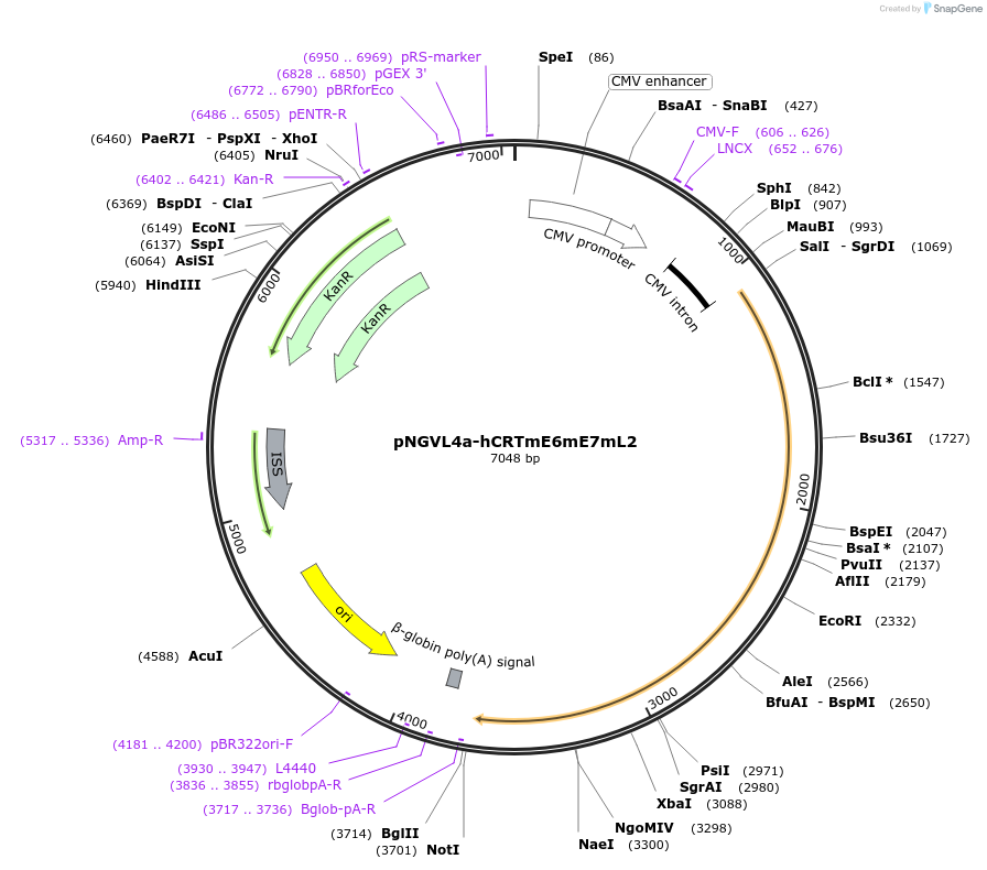 104153-plasmid-map-sequence-id-200449