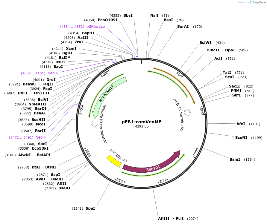 104021-plasmid-map-sequence-id-200457