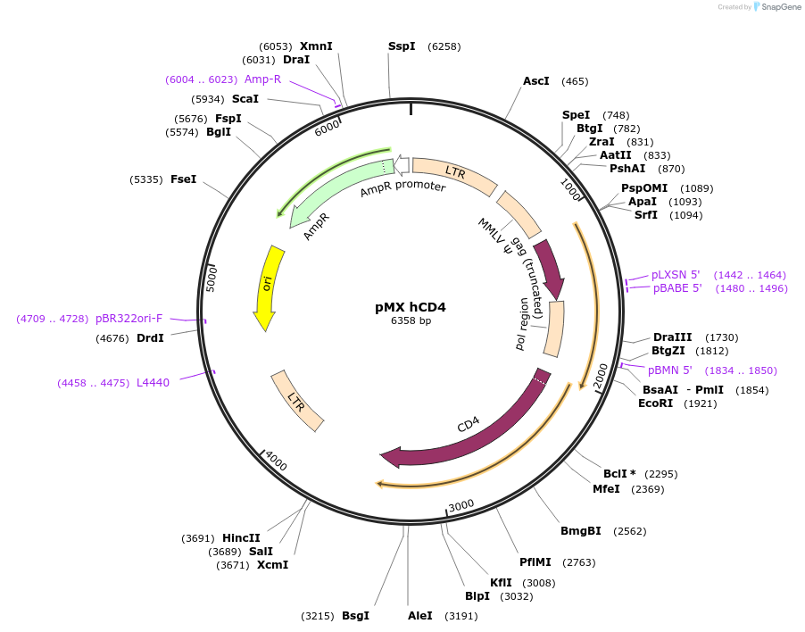 14614-plasmid-map-sequence-id-200460