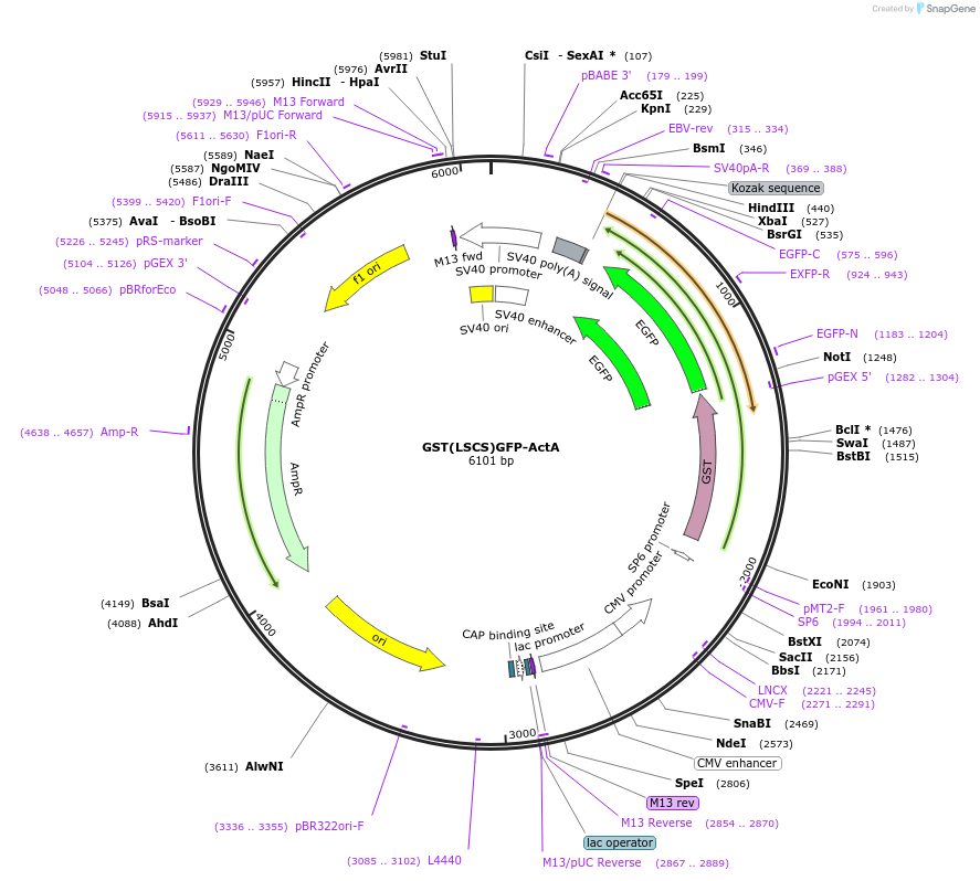 104452-plasmid-map-sequence-id-200461