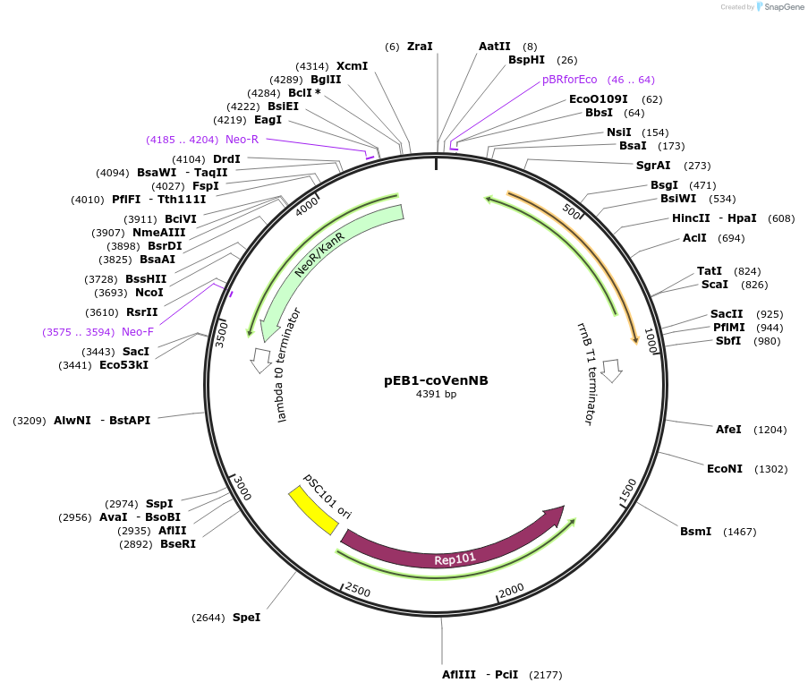 104019-plasmid-map-sequence-id-200463
