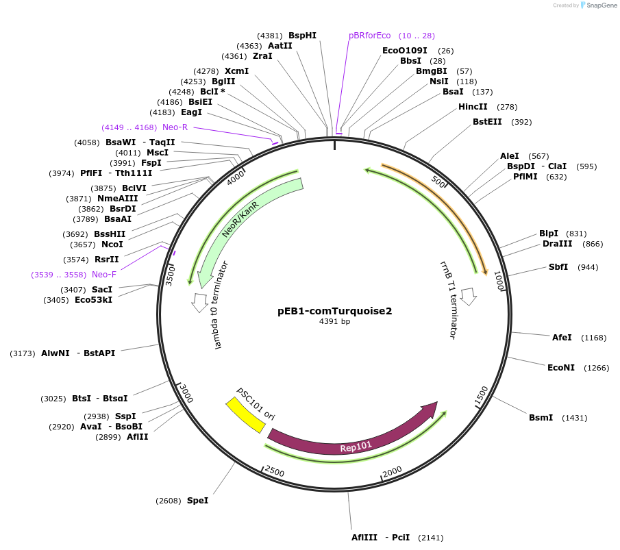 104018-plasmid-map-sequence-id-200464