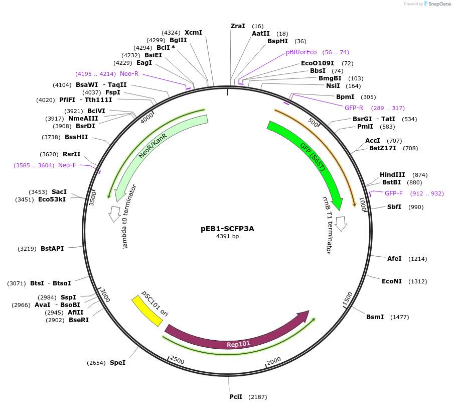 103970-plasmid-map-sequence-id-200473