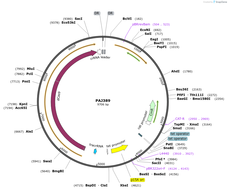 104147-plasmid-map-sequence-id-200484