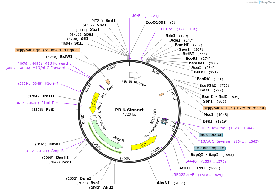 104536-plasmid-map-sequence-id-200501