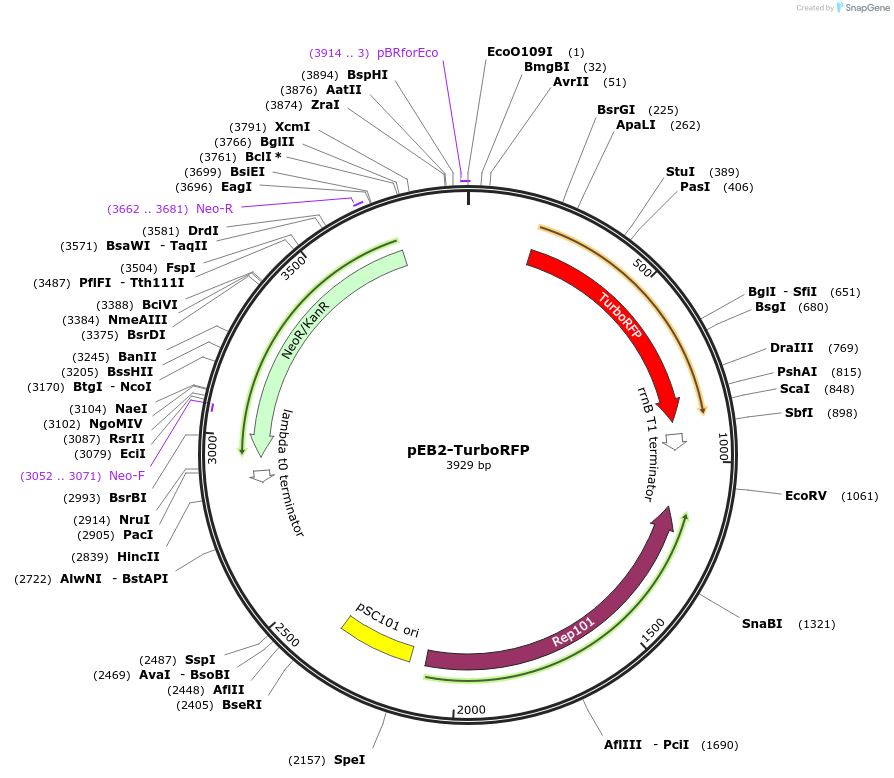 103996-plasmid-map-sequence-id-200517