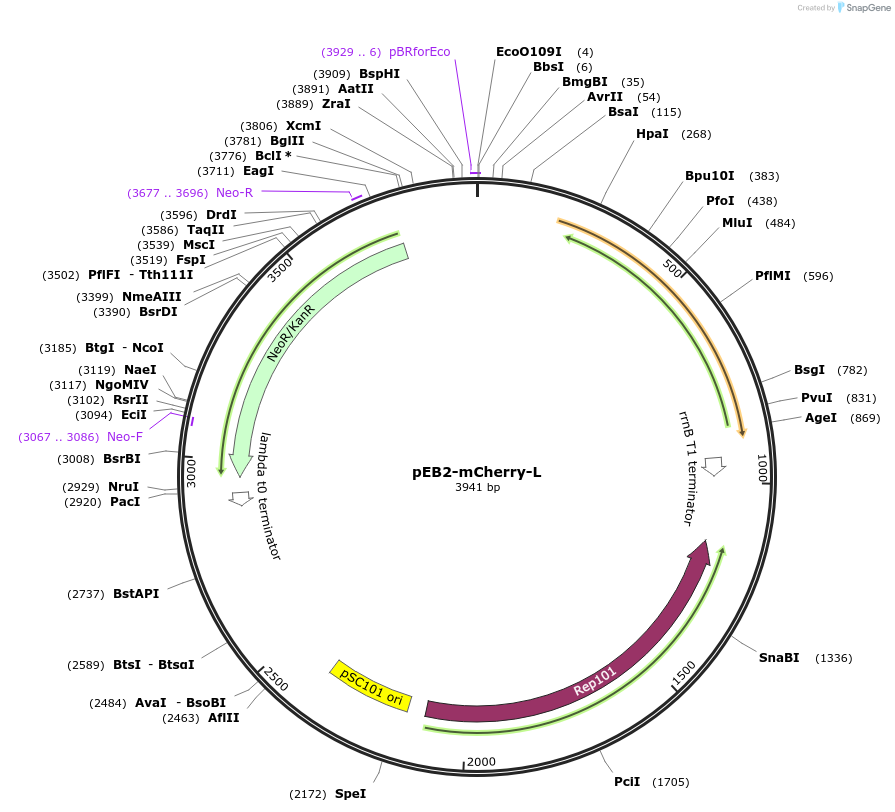 104002-plasmid-map-sequence-id-200519